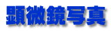 顕微鏡写真